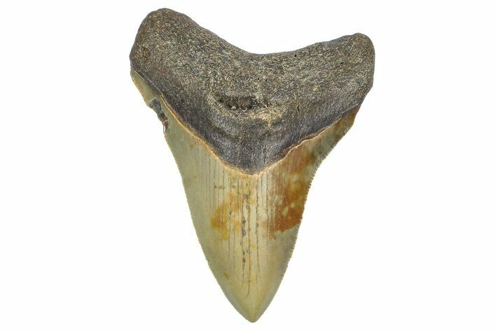 Serrated, Fossil Megalodon Tooth - North Carolina #362951